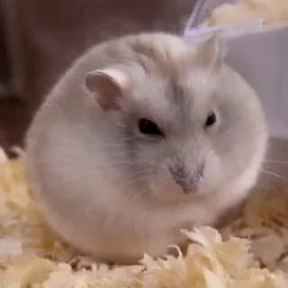 Chonk Hamster