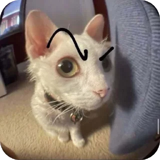 Suspicious Whiskers