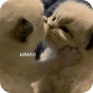 Kithhh!!